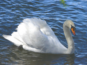 Картинка животные лебеди