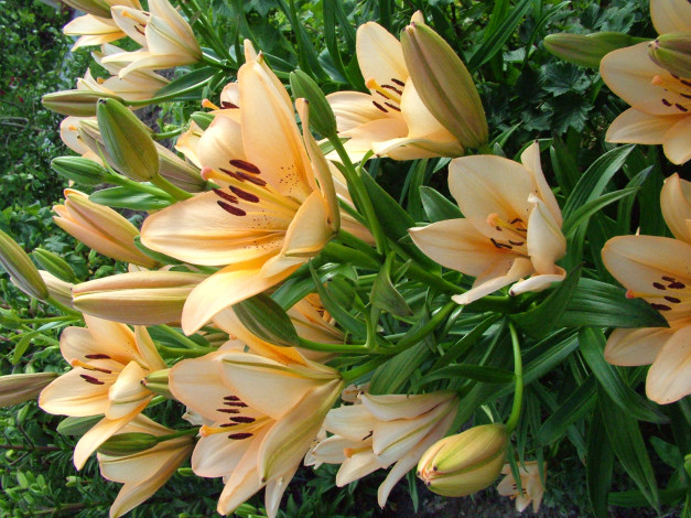 Обои картинки фото цветы, лилии, лилейники