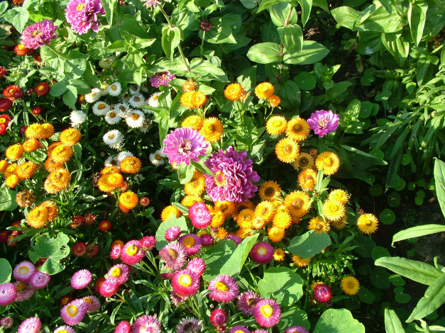 Обои картинки фото цветы, разные, вместе