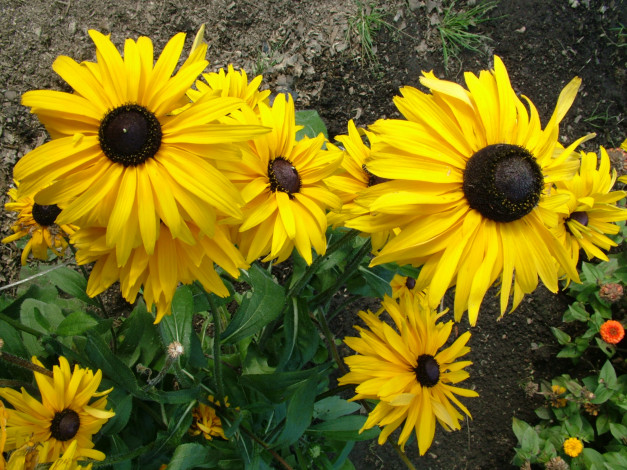 Обои картинки фото цветы, рудбекия