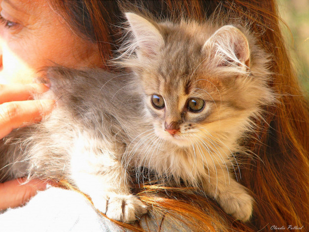 Обои картинки фото животные, коты