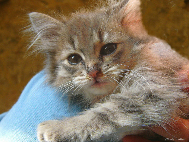 Обои картинки фото животные, коты