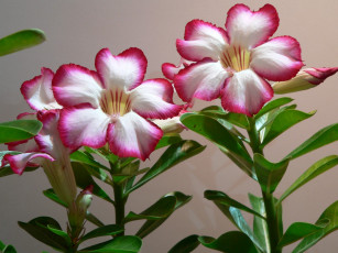 Картинка цветы адениум пустынная роза