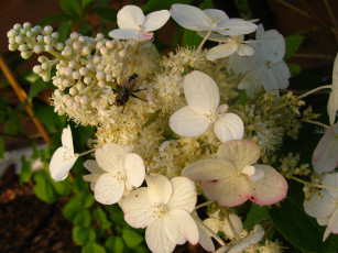 Картинка цветы цветущие деревья кустарники