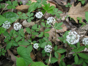 Картинка цветы луговые полевые