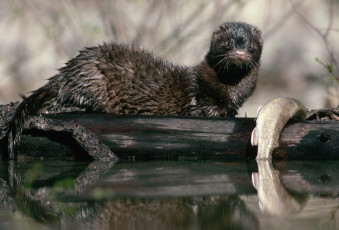 Картинка животные выдры каланы ондатры
