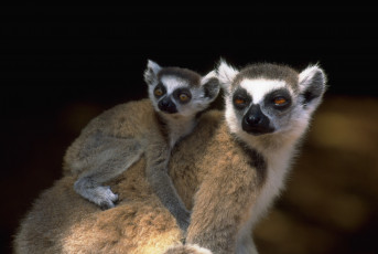 Картинка животные лемуры