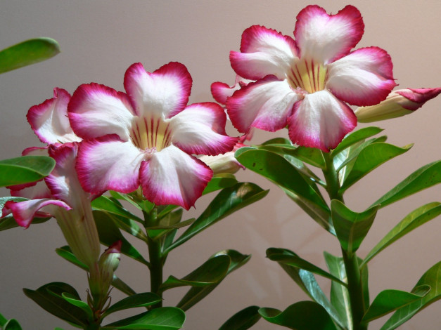 Обои картинки фото цветы, адениум, пустынная, роза