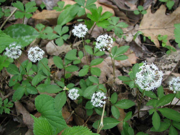 Обои картинки фото цветы, луговые, полевые