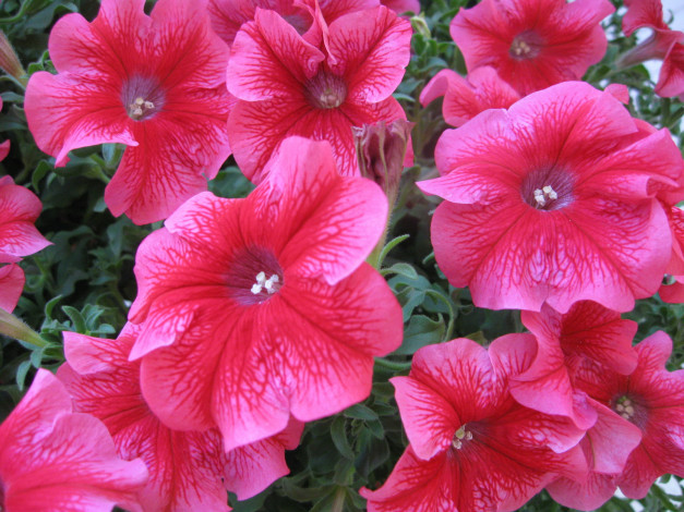 Обои картинки фото цветы, петунии, калибрахоа