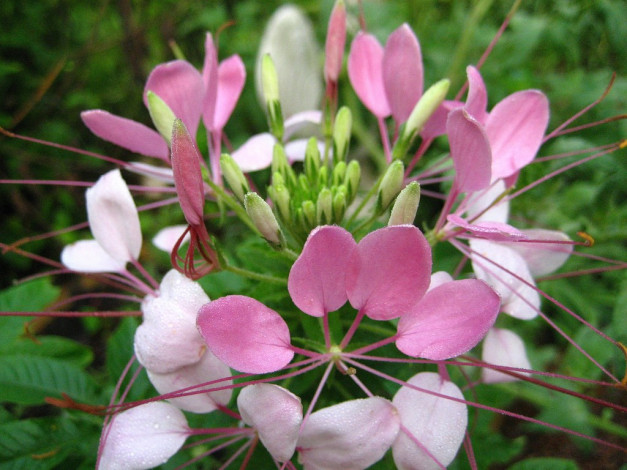 Обои картинки фото клеома, цветы, клеомы