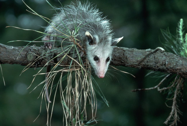 Обои картинки фото животные, опоссумы