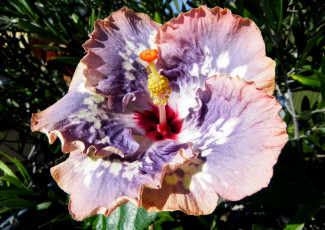 Картинка цветы гибискусы экзотика сиреневый