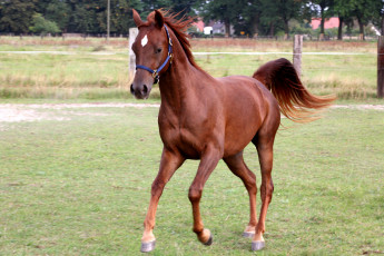 Картинка животные лошади бег