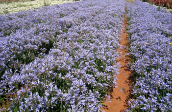 Картинка цветы агапантус африканская лилия много голубой