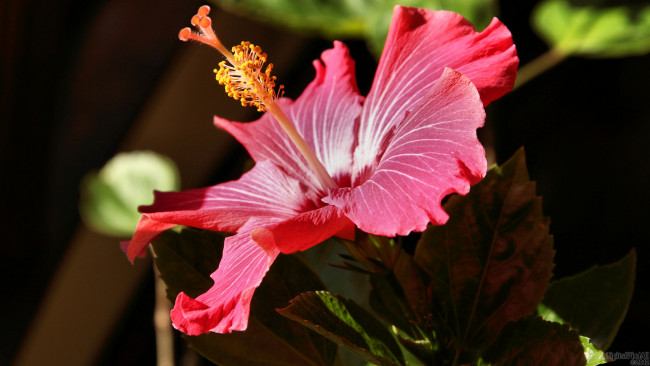 Обои картинки фото цветы, гибискусы, темный, красный