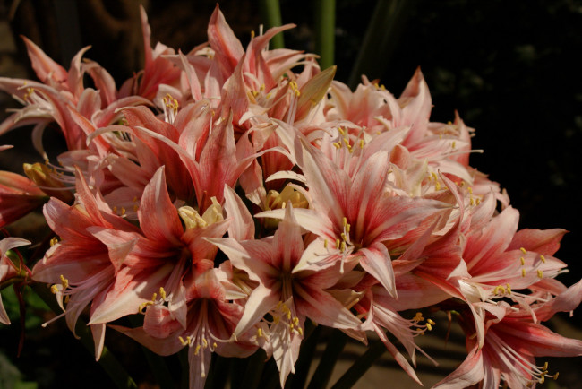 Обои картинки фото цветы, амариллисы, гиппеаструмы, амарилис