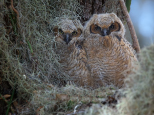 Картинка животные совы птенцы виргинский филин