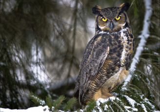 Картинка животные совы филин