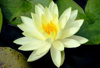 Картинка цветы лилии водяные нимфеи кувшинки лепестки