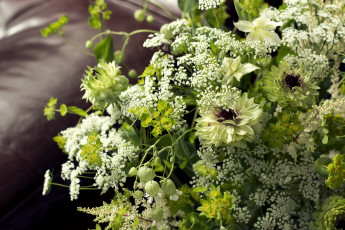 Картинка цветы букеты композиции астрантия травы