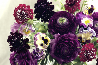 Картинка цветы разные вместе скабиоза виола ранункулюс букет