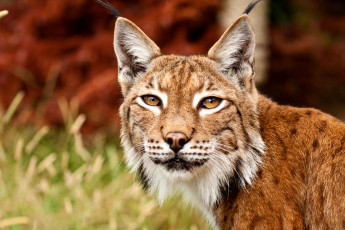 Картинка животные рыси портрет