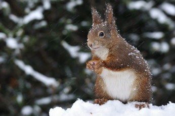 Картинка животные белки зверек снег