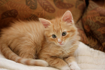 Картинка животные коты рыжик