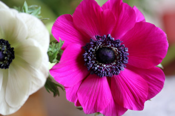 Картинка цветы анемоны адонисы макро анемон малиновый