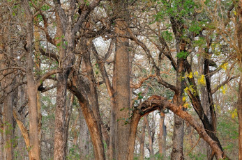 Картинка найди леопарда животные леопарды маскировка кошка