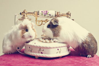 Картинка животные морские свинки хомяки телефон