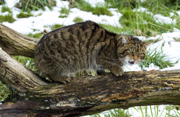 Картинка животные дикие кошки шотландский лесной кот