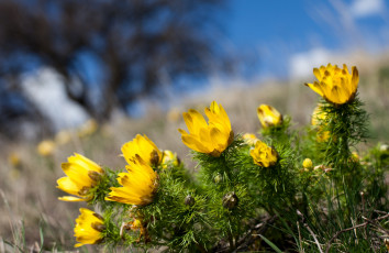 Картинка цветы анемоны адонисы