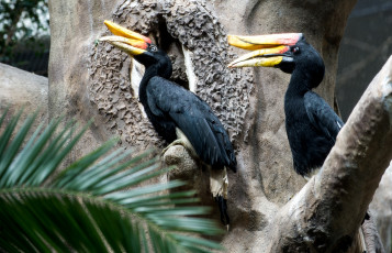 Картинка животные птицы клюв