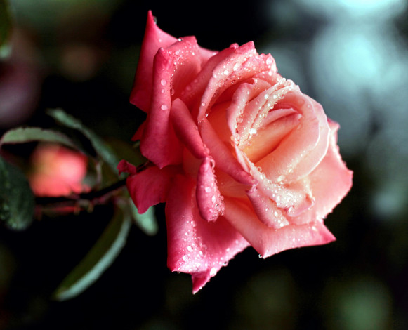Обои картинки фото цветы, розы, розовый, капли