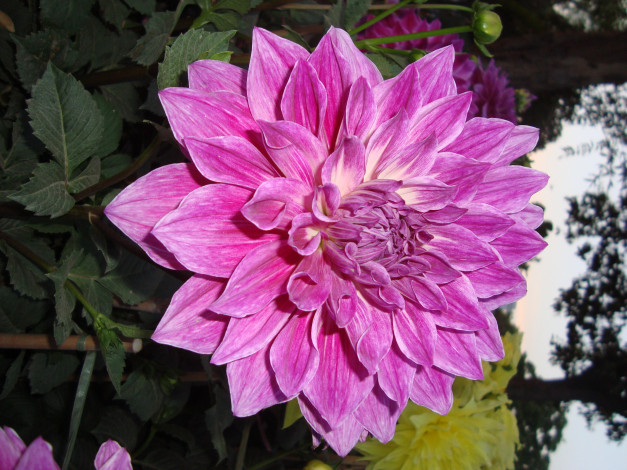 Обои картинки фото цветы, георгины, лепестки