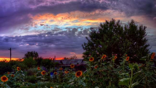 Обои картинки фото природа, другое, облака, подсолнухи, пейзаж