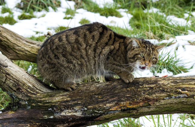 Обои картинки фото животные, дикие, кошки, шотландский, лесной, кот