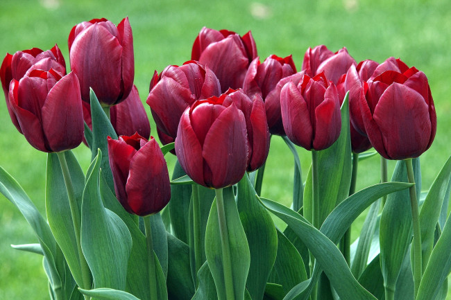 Обои картинки фото цветы, тюльпаны, бутоны