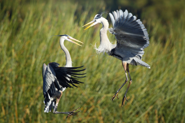 Обои картинки фото животные, цапли, танец
