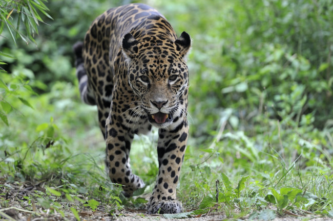 Обои картинки фото животные, Ягуары, хищник