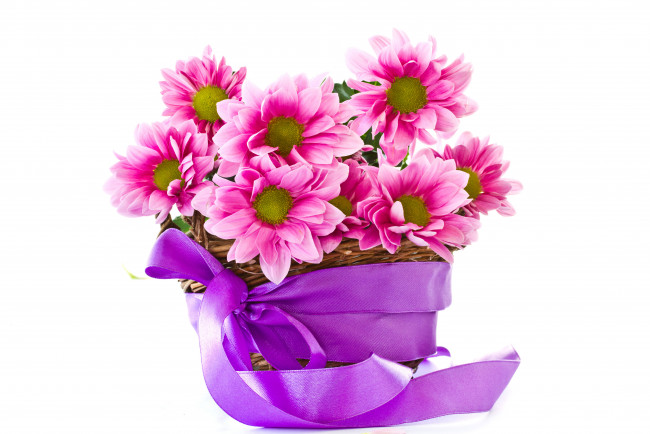 Обои картинки фото цветы, хризантемы, корзинка, лента, бант