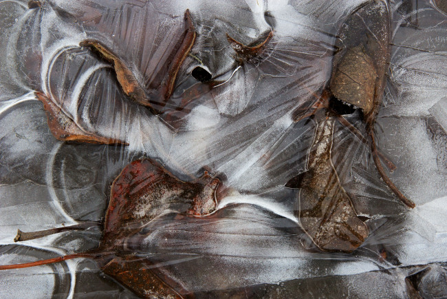 Обои картинки фото природа, листья, лёд