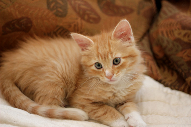 Обои картинки фото животные, коты, рыжик