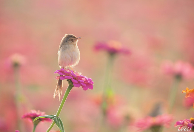 Обои картинки фото животные, птицы, птичка, цинния