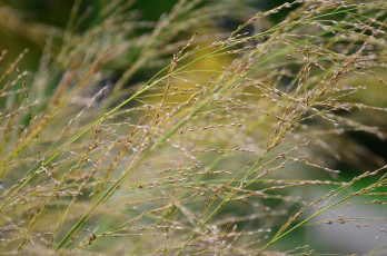 Картинка природа макро трава колоски