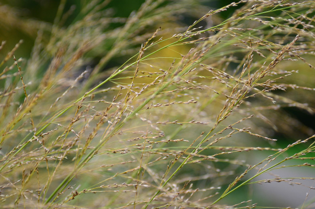 Обои картинки фото природа, макро, трава, колоски