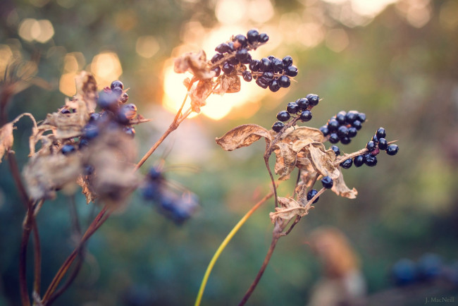 Обои картинки фото природа, Ягоды, осень, свет, макро