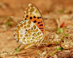 Картинка животные бабочки +мотыльки +моли itchydogimages макро насекомое бабочка коричневая крылья усики